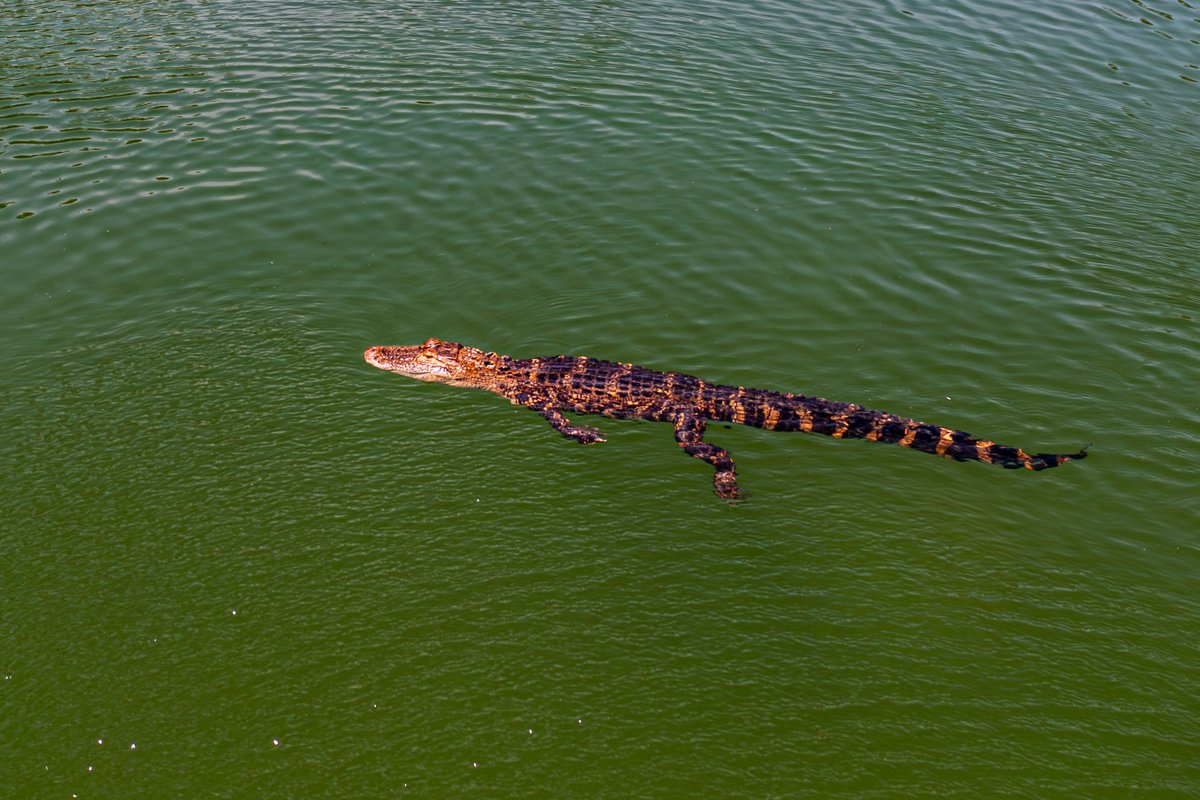 ZackSnaps's tweet photo. Just a gator chillin in the pond 
#nature #photography #alligator #wilmingtonnc https://t.co/Q4SJTzrUDB