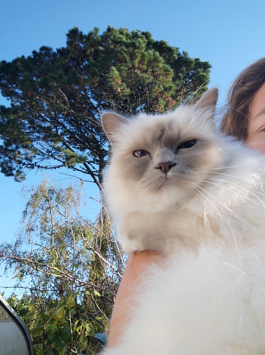 #goodmorning furriends !! And #happy New week !!!  I'm on #Hedgewatch, enjoying a purrfect sunny day!!☀️🐈27°c / 80,6°F !!#CatsOfTwitter #CatsOnTwitter #CatsOfX #CatsOnX