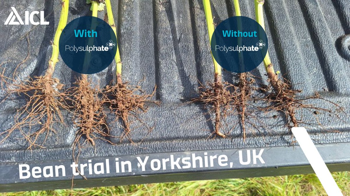ICLplantnutriUK's tweet image. ICL Agronomist @ICL_SG's photo from a bean trial shows how beans fertilised with #Polysulphate developed a larger root mass. The longer roots explore a larger soil volume, seeking out &amp;amp; utilising more nutrients.

Discover more: bit.ly/48NsPq

#BetterBeans #HealthyRoots