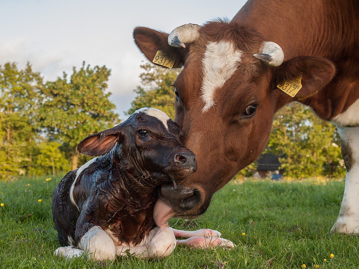 VLandMovement's tweet photo. Q. What do all of these animals have in common?

A. They are all victims of animal agriculture 🐮

Solution: Remove land from animal agriculture &amp; give it back to critically endangered species to help prevent their extinction #NoBrainer

#DairyLandBuyout6

https://t.co/2dQfyLZehc https://t.co/UpA4mpqBlk