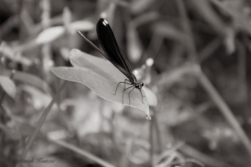 deborahk's tweet photo. I just published The Enchantment of the Variable Dancer: A Wildlife Photographer’s Discovery https://t.co/knlsFIYWCy https://t.co/d388RNYOQ2