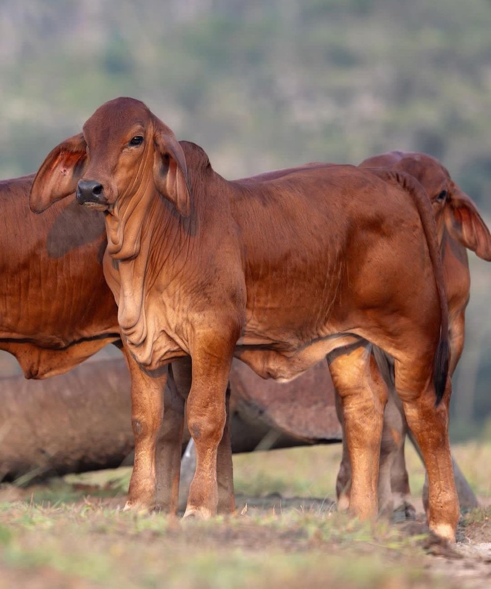 Supply & demand govern beef cattle market price. Producers' decisions on selling affect supply, but they have little impact on demand. Always study the market trends before going into pdn. #beefcattle #markets #supplyanddemand