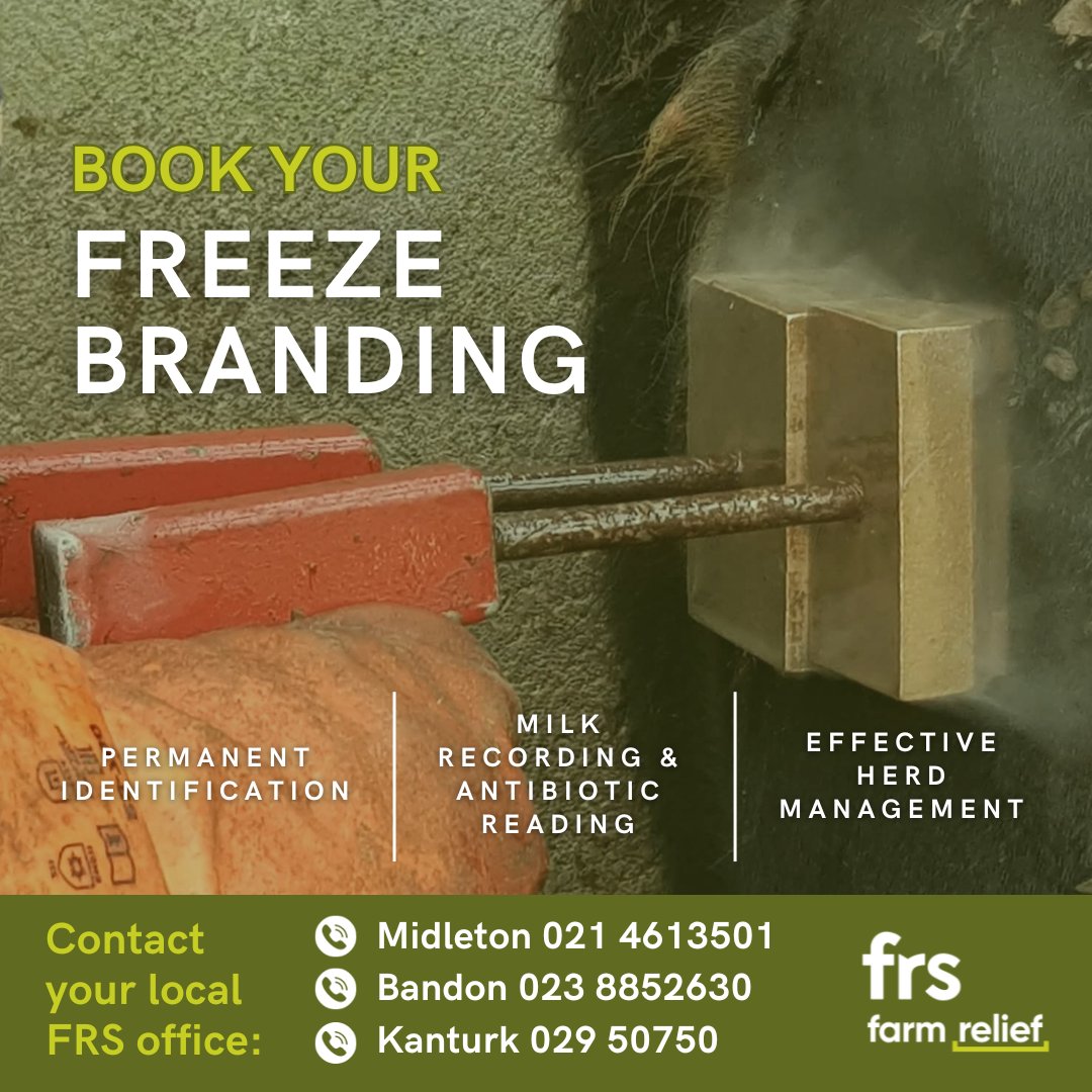 FRSCork's tweet image. It is that time of year again! Permanent identification helps with herd management, milk recording and anti-biotics.

Book your freeze branding today!

📞Midleton 021 4613501
📞Bandon 023 8852630
📞Kanturk 029 50750