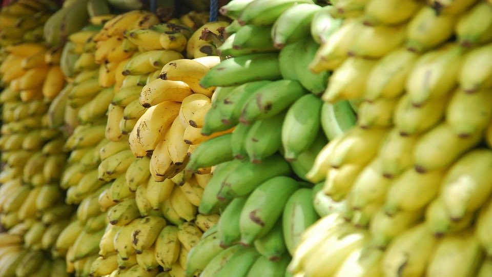 #9Oct La República Bolivariana de Venezuela exportará 100 mil kilos de plátano mensuales a la República Popular de China. Este acuerdo brindará un impulso significativo a más de 500 productores agrícolas del estado Carabobo.

#Exportación