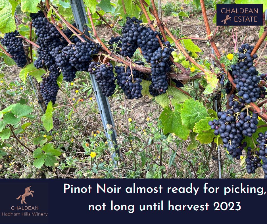Pinot Noir grapes almost ready for picking, not long until harvest 2023

#chaldeanestate #vineyardmanagement @wines_GB #herts #hertfordshirevineyards #buntingvineyardmanagement #chaldeanestate #grapeharvest #harvest2023 #harvest #feedingthenation #BackBritishFarming #hadhamhills