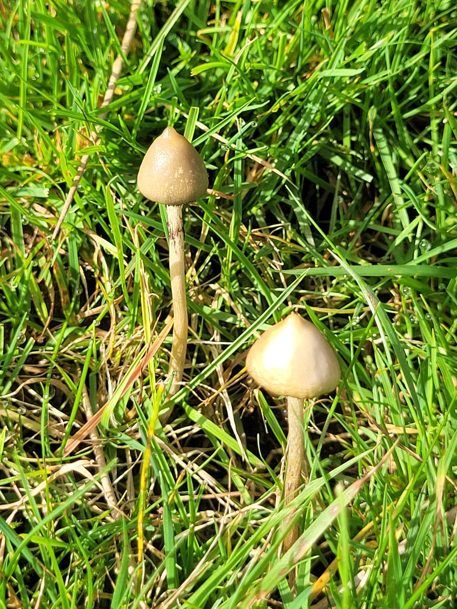 welshpsilocybin's tweet photo. Hot and dry out there. Need some  rain for new flushes https://t.co/ntaw3OENx3