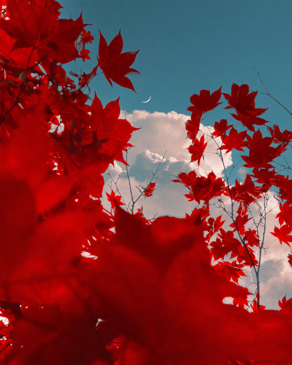 GM! Your autumnal palette for the week 🍂🍁