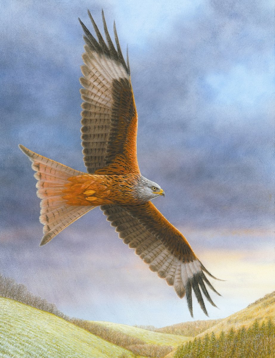 RobertEFuller's tweet photo. This painting was inspired by the sight of a red kite soaring over one of my favourite Yorkshire Wolds dales🎨🖌

🛒👉👉https://t.co/wDhuvbWfVU
#wildlife #art #yorkshire https://t.co/UTvyGkQigx