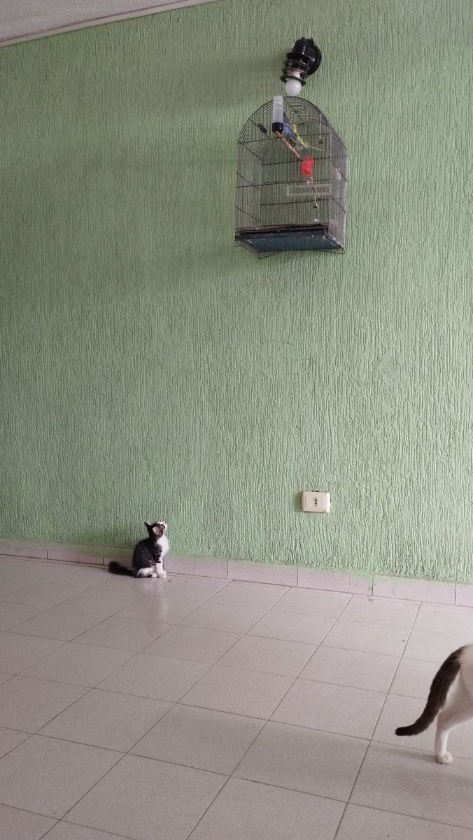 GatoConAlergia's tweet photo. Si estás buscando un gato que hable mucha paja, le guste la comida y encima le guste la computación, ES TU MOMENTO DE ADOPTAR A FRIJOLITO LUDOVICO!!

Lindo, compacto y aparte hace miau en mute, que más puedes pedir??

#ADOPCIÓN #maracay https://t.co/bUF9jeqc5E