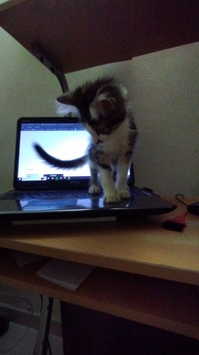 GatoConAlergia's tweet photo. Si estás buscando un gato que hable mucha paja, le guste la comida y encima le guste la computación, ES TU MOMENTO DE ADOPTAR A FRIJOLITO LUDOVICO!!

Lindo, compacto y aparte hace miau en mute, que más puedes pedir??

#ADOPCIÓN #maracay https://t.co/bUF9jeqc5E