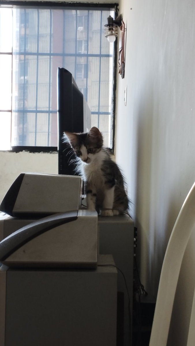 GatoConAlergia's tweet photo. Si estás buscando un gato que hable mucha paja, le guste la comida y encima le guste la computación, ES TU MOMENTO DE ADOPTAR A FRIJOLITO LUDOVICO!!

Lindo, compacto y aparte hace miau en mute, que más puedes pedir??

#ADOPCIÓN #maracay https://t.co/bUF9jeqc5E