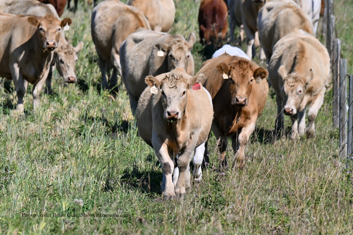 Soderglen Ranches tweet media