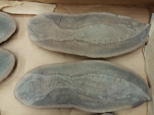 ESCONI's tweet photo. Mazon Monday #185: The Naming of the Tully Monster #fossil #paleontology #MazonCreek #MazonMonday #tullymonster #pit11
https://t.co/Mt90EfOlGG https://t.co/5ZNaIYITm5