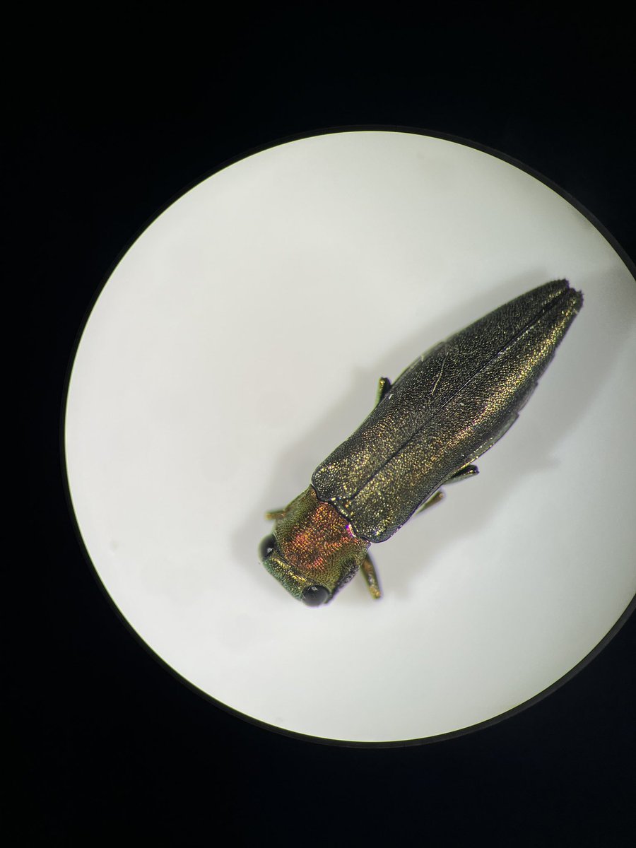 HodgesGraceBio's tweet photo. So turns out working with invasive species at the field station has consumed my entire academic life and I’m not mad about it! I love these little guys: https://t.co/AvTMKG3oN3
