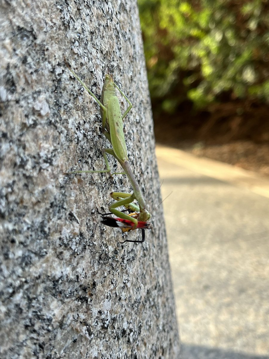 HodgesGraceBio's tweet photo. So turns out working with invasive species at the field station has consumed my entire academic life and I’m not mad about it! I love these little guys: https://t.co/AvTMKG3oN3
