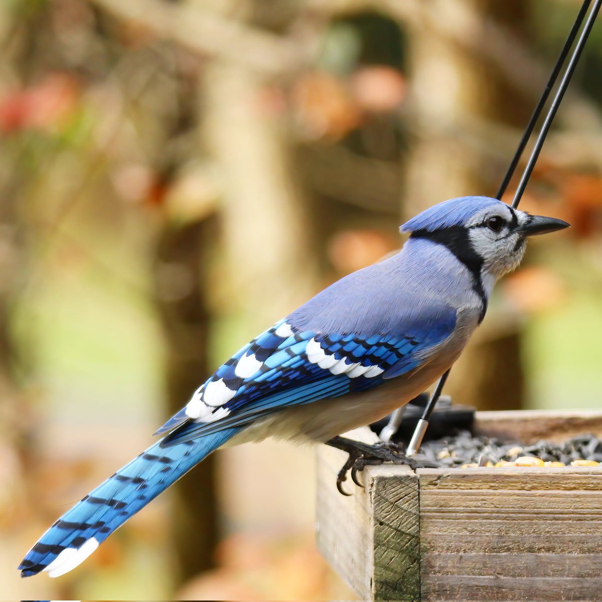 birdhouse_love's tweet photo. It's starting to feel (and look) like fall! π
#fallvibes #fallmorning #fallmornings #crispfallmorning #ohiobirding #bluejaybird #bluejays #bluejay #bluejayvisit #bluejayvisitor #birdcommunity #birdworld #birdwatching #birdlife #birdloversclub #birdlovers #birdwatchersdaily https://t.co/ck1C0BUyFf