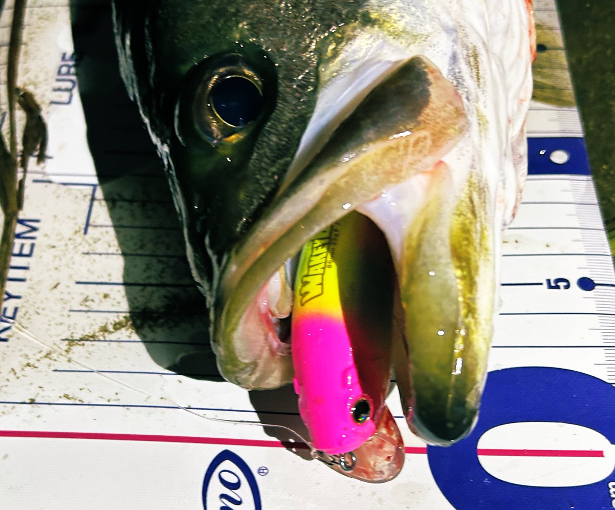bluefishing0928's tweet photo. この瞬間のために生きてるまである
#LONGIN
#WAKEYBOO https://t.co/wXGfHF4Ei0