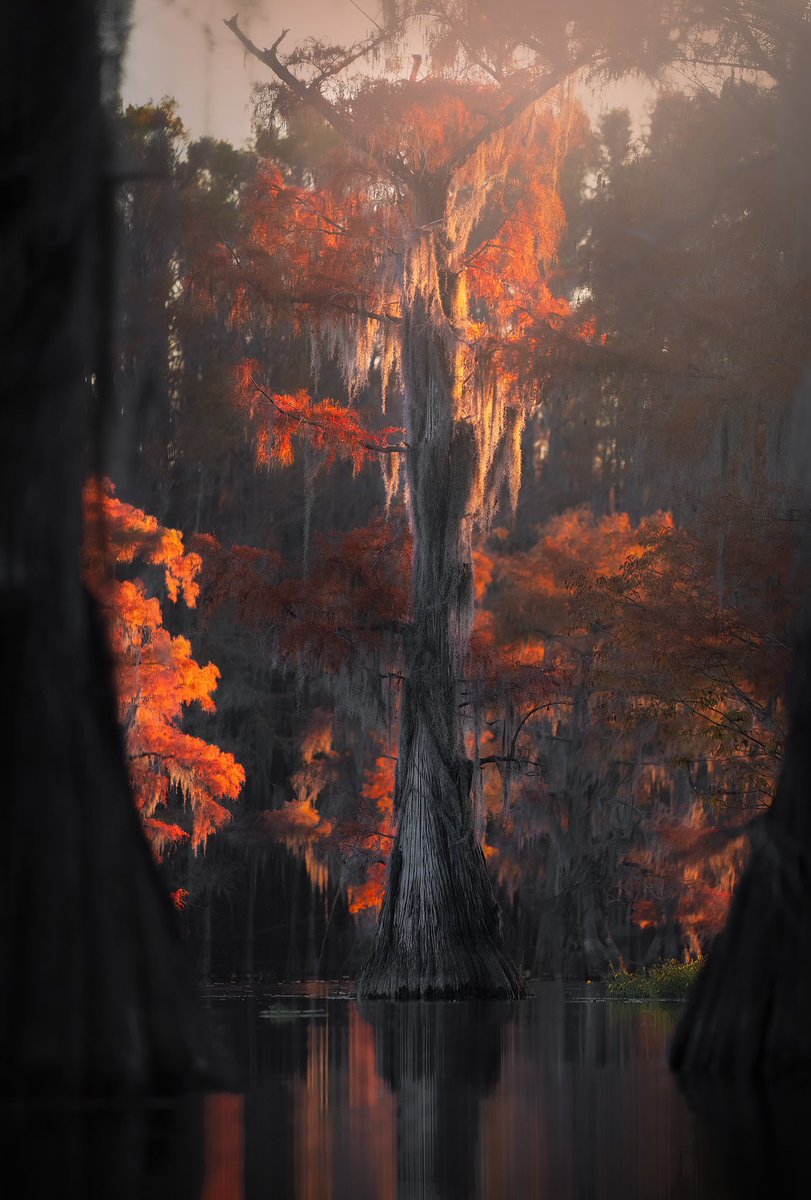 KennethLerose's tweet photo. Swamps can be so pretty 🍁 https://t.co/Mq8OmKnoED