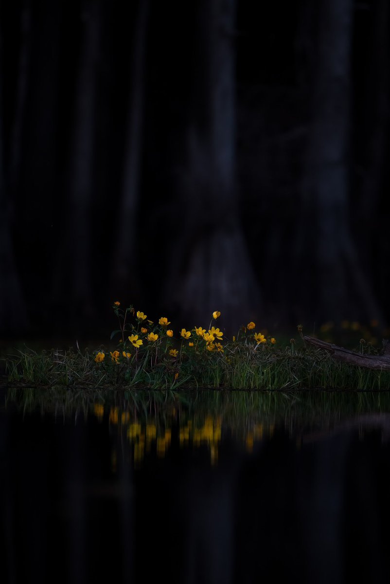 KennethLerose's tweet photo. Swamps can be so pretty 🍁 https://t.co/Mq8OmKnoED