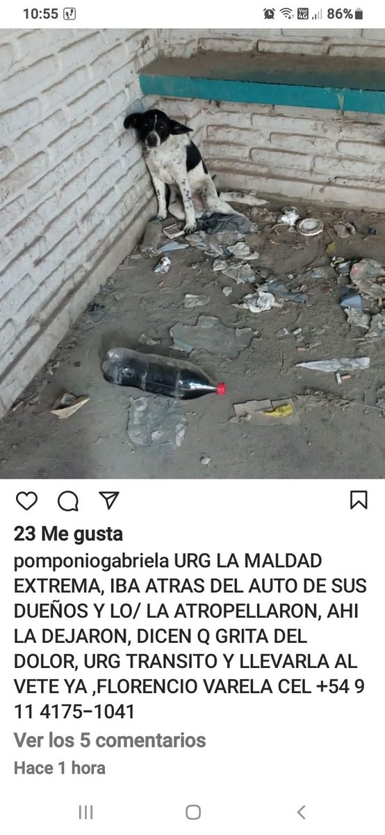 Tabyta201's tweet photo. 🚨Lo abandonaron, él corrió detrás del auto de su "dueños" y ELLOS lo atropellaron y lo dejaron tirado. Alguien de la zona puede ayudar? https://t.co/cTCpOsnQ2j