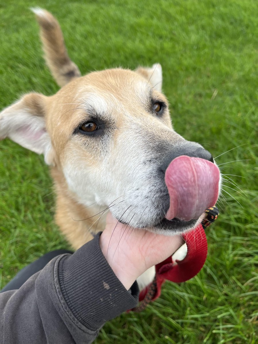 Happy #TongueOutTuesday from Quinn at Our Safe Haven Kennels in Nantwich. He’s looking for his fur-ever home if you have any room on your sofa? 🐾🐕

pawprints2freedom.co.uk/adopt

#adoptashelterdogmonth #adoptme #adoptable