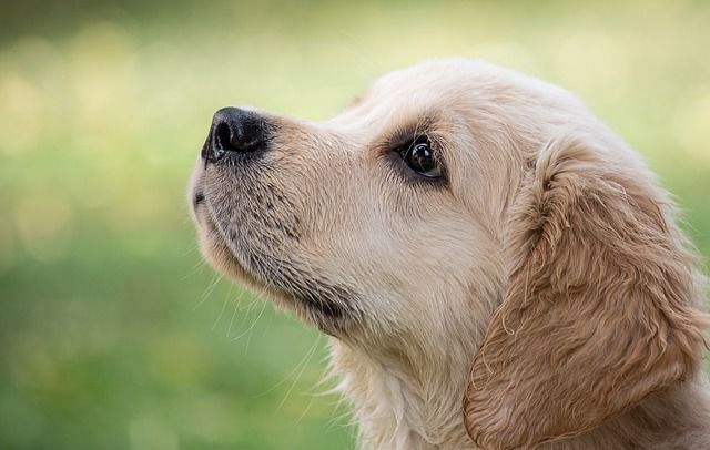 xdogworld's tweet photo. πππππππ
#dog, #doglover,#xcatworld, #xdogworld, #xjymfitness, #neonpixert, #baking_lover76,
#dogsofinstagram, #doglife, #dogsinsunglasses, #dogsincanada,
#dogs https://t.co/DcbUIYaarw