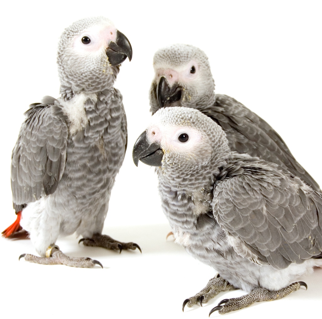 aavonline's tweet photo. How Aviculturists Protect Against Polyomavirus 

Visit the AAV Amazing Aspects of Aviculture blog at:
https://t.co/PfJkM4CWOQ

#aav #aavmember #avianvets https://t.co/apsyvCT2JK