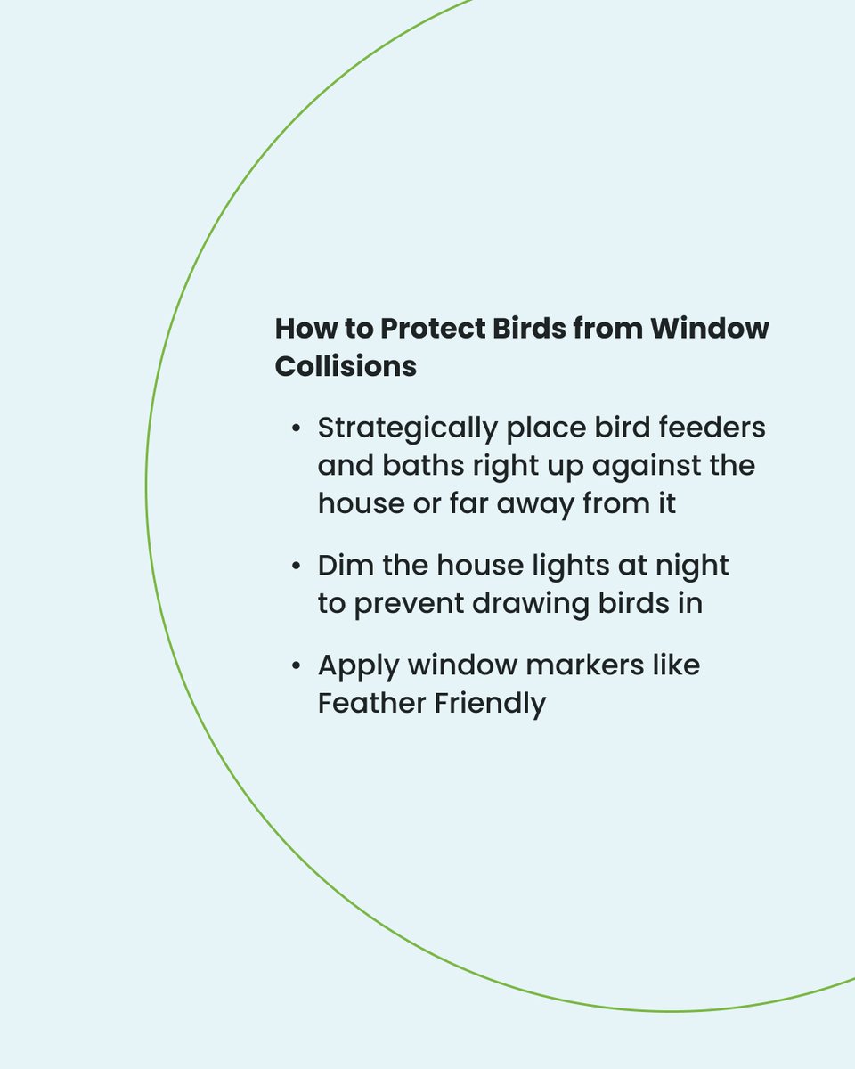 Have you ever wondered what you could do to help a bird that has collided with a window?

@treehuggerdotcom gives us a few tips on being prepared if we see a feathered friend in distress. Swipe to see what you can do to help!