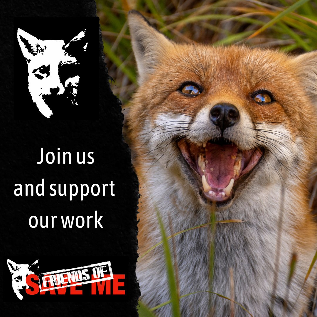 SaveMeTrust's tweet photo. Join the fight and support the work we do! Become a Save Me Trust Friend today. 🦊✊
You'll get a Save Me mug, cap and our newsletter. SMT Friends also makes an ideal gift for family and friends. #SaveMeTrust
https://t.co/5ytfE1rTiE https://t.co/doKvBdlO0Q