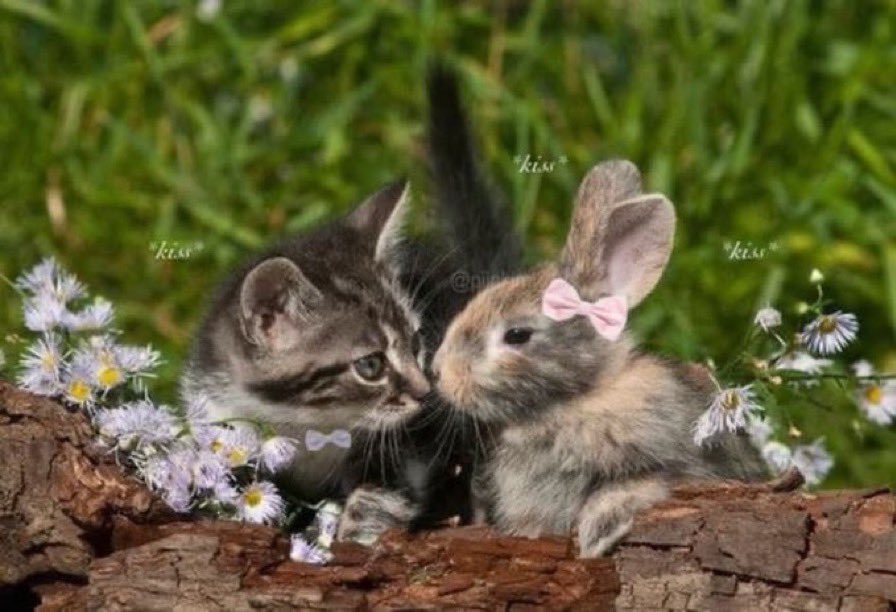 letspetkittens's tweet image. kitty + bunny
