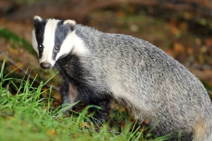 Llama body parts and corpses of badgers, swan and otters found in man's freezer dailypost.co.uk/news/north-wal…