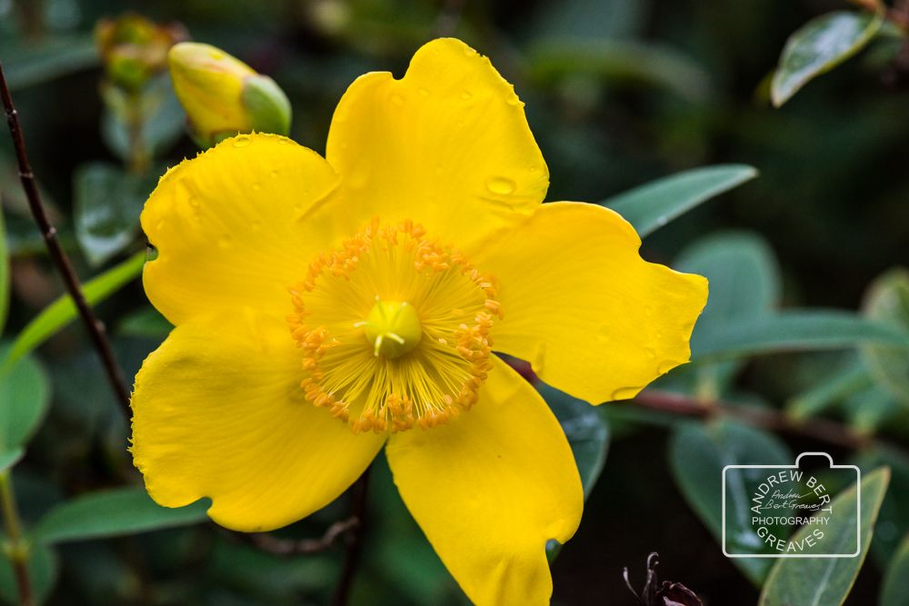 St John's wort (Hypericum)

#macromonday #mondaymacro #naturephotography #naturalworld #nature #macrophotography #macro #nikon #closeup #closeupphotography #cupoty #wiltshirephotographer #StJohnswort #flower #flowerphotography #garden #gardenphotography #wiltshire #yellowflower