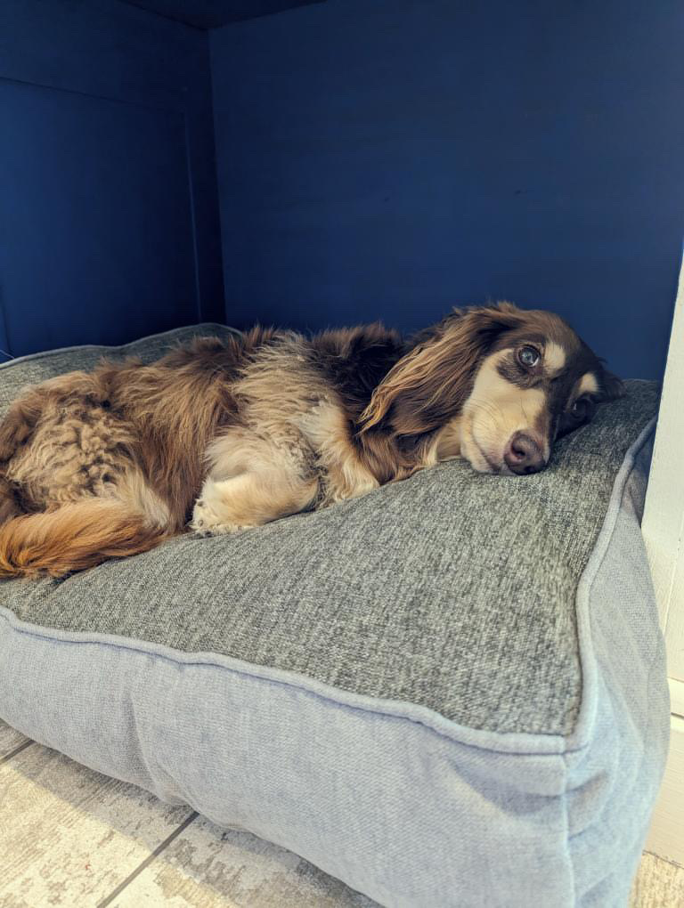 GorPets's tweet image. 🌞 It's a doggone good summer in our 'Summer Camden' sleeper! 🐾 Your furry friend will love lounging in style. 😎 #gorpets #dogs #dogsofinstagram #dog #dogstagram #puppy #doglover #dogoftheday #instadog #doglovers #doglife #pets #love #puppylove #puppies #pet #puppiesofinstagram