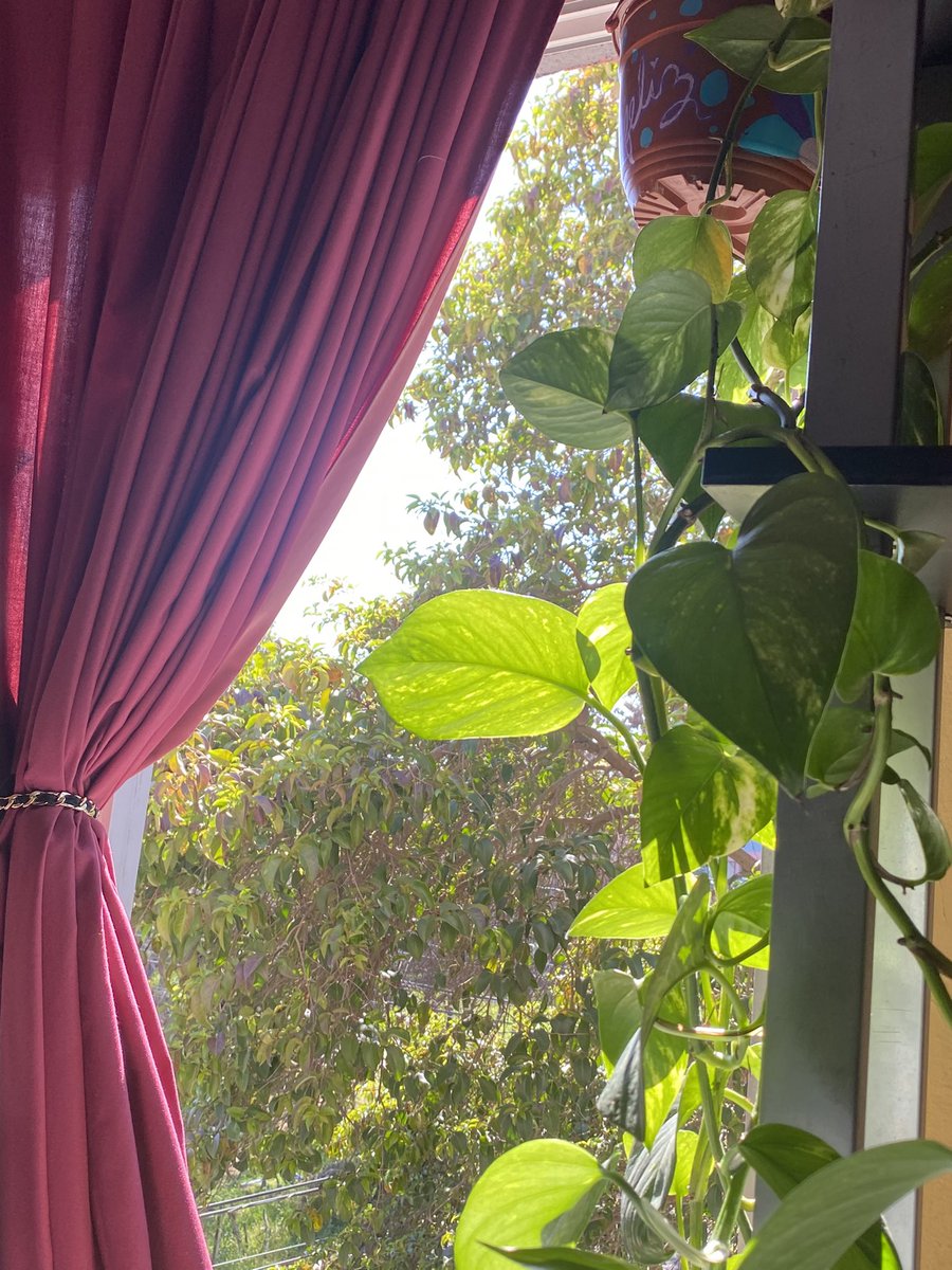 yakitamartinez's tweet photo. Mientras lamentablemente  #seacabaelmundo , es día feriado ,va a hacer un #calordemierda disfruto tener el privilegio de despertar y tener esta vista aunque estoy con #alergiaamil https://t.co/dHTKM6KL9w