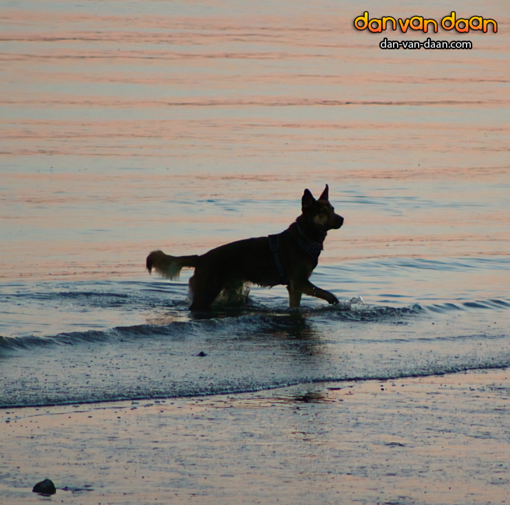 danvandaan's tweet photo. The little #rascal enjoying the #beach last night, so completely without people. 🐕 🏝🏖  

Have a nice #summer ☀️

https://t.co/q5SKttR0y2 (ads)

#lounge #loungemusic #chillout #chilloutmusic  #dog #doglife https://t.co/XtgCwU4oOr