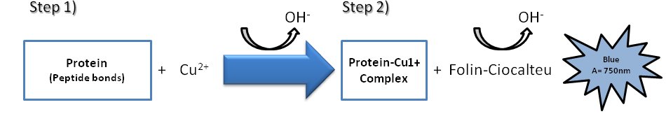 Principe du dosage des protéines par le réactif de Folin