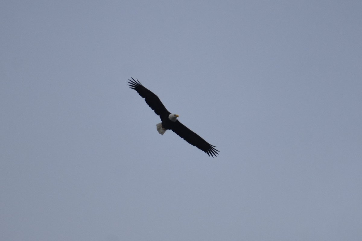 #CopalisBeach #BaldEagle #WashingtonCoast