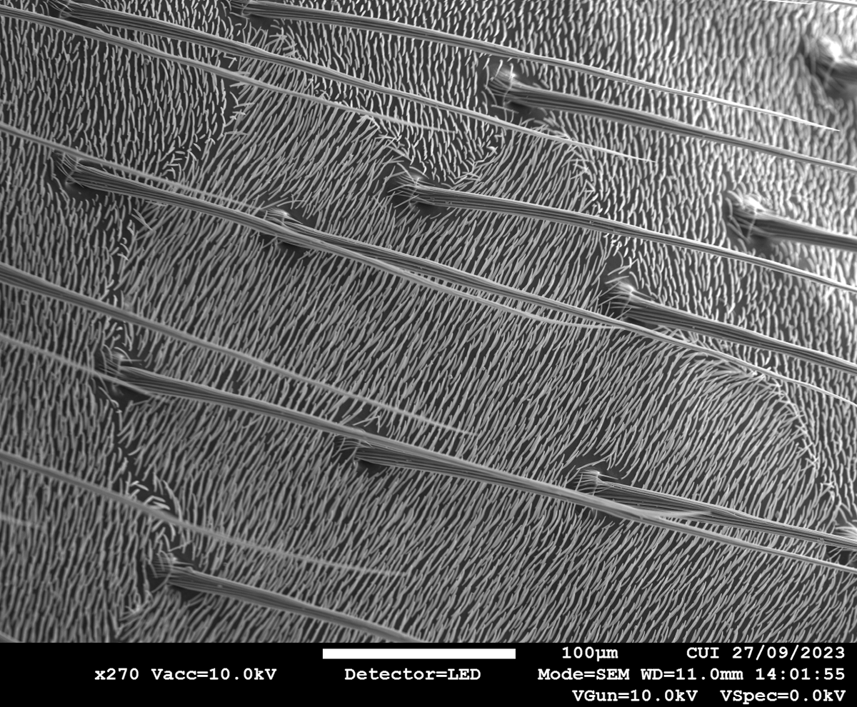 Shannon (@shan84728) on Twitter photo For #MicroscopyMonday this week, I have this image of hairs on a house fly taken on our <a href="/JEOLEUROPE/">JEOL EUROPE</a> JSM-7800F Prime Scanning Electron Microscope here at <a href="/CUIKCL1/">Centre for Ultrastructural Imaging (CUI)</a>.
#MicroscopyMonday #Microscopy #Microscope #HouseFly #Insect #Fly #ElectronMicroscopy #SEM #Electrons #Biology For #MicroscopyMonday this week, I have this image of hairs on a house fly taken on our <a href="/JEOLEUROPE/">JEOL EUROPE</a> JSM-7800F Prime Scanning Electron Microscope here at <a href="/CUIKCL1/">Centre for Ultrastructural Imaging (CUI)</a>.
#MicroscopyMonday #Microscopy #Microscope #HouseFly #Insect #Fly #ElectronMicroscopy #SEM #Electrons #Biology
