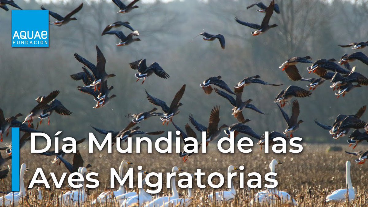 Hoy se celebra el #DíaMundialDeLasAvesMigratorias 

Se celebra cada año aproximadamente el segundo sábado del mes de octubre y decimos aproximadamente, porque debe coincidir con la fecha de inicio de la segunda migración del año.