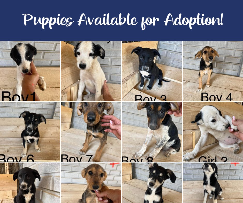 We love puppies, but wow, do we have a lot to find homes for at the moment 🏡

These beauties are all are nearly 4 months old and will soon be ready to travel. 🐾

Please apply here:

pawprints2freedom.co.uk/adopt

#adoptable #adoptme #adoptashelterdogmonth