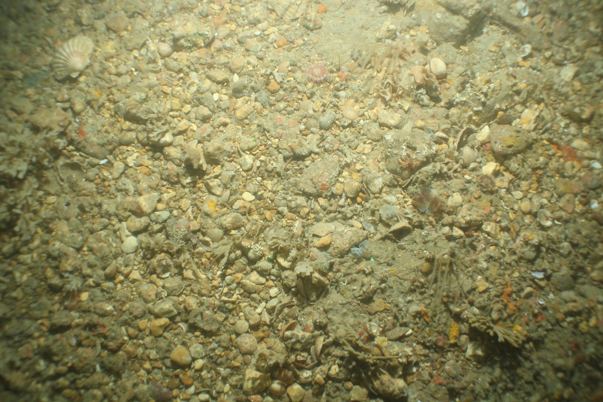 JNCC_UK's tweet photo. Our latest offshore survey blog reveals footage from Dolphin Head Highly Protected Marine Area using a drop-down underwater camera system https://t.co/Ff20Oq30Uo

The coarse &amp; gravelly sediments are 🏡 to a variety of species. ��Can you spot the squat lobster? Answer in post ⬇️ https://t.co/RycV8LEGQa