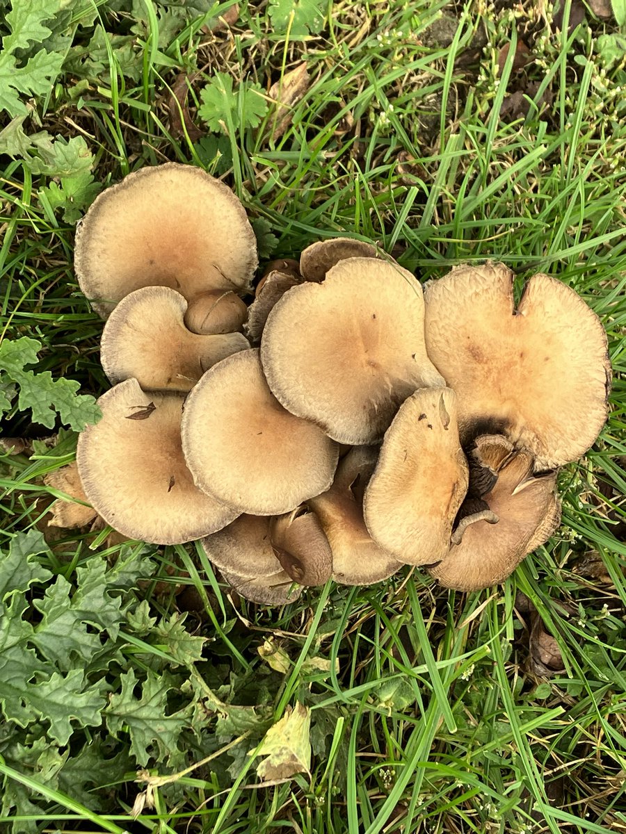 BurgessField's tweet photo. Honey fungus and ink caps have been spotted on Burgess Field. 

Watch this space for a fungi guided walk later this autumn..! https://t.co/vaAQMCZzwM
