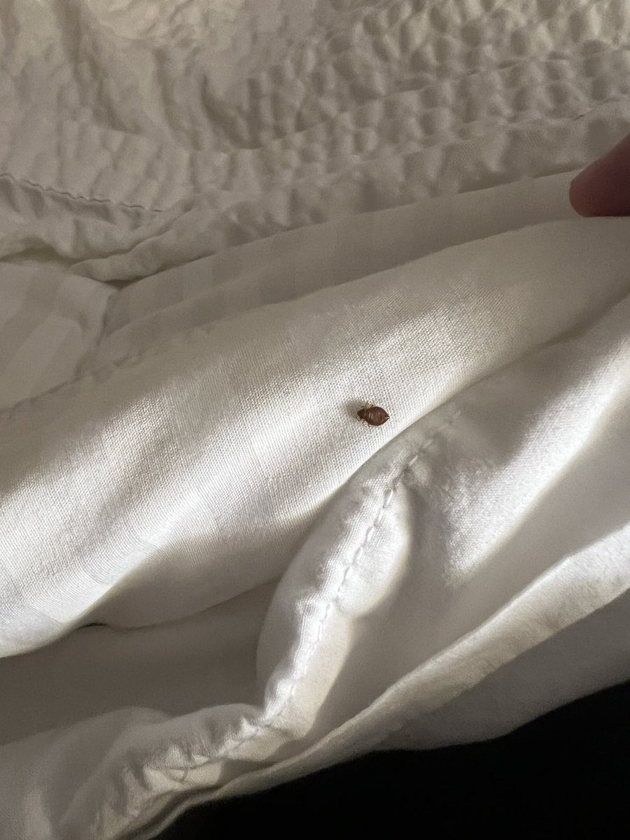 OP_Island77's tweet photo. @Marriott this little guy wanted to cuddle. It’s been over 24 hours since I alerted the front desk team and still no contact from the Fairfield in Meridian, MS management team about this serious concern. I’m now elevating to you. https://t.co/kiyXRP2YG4