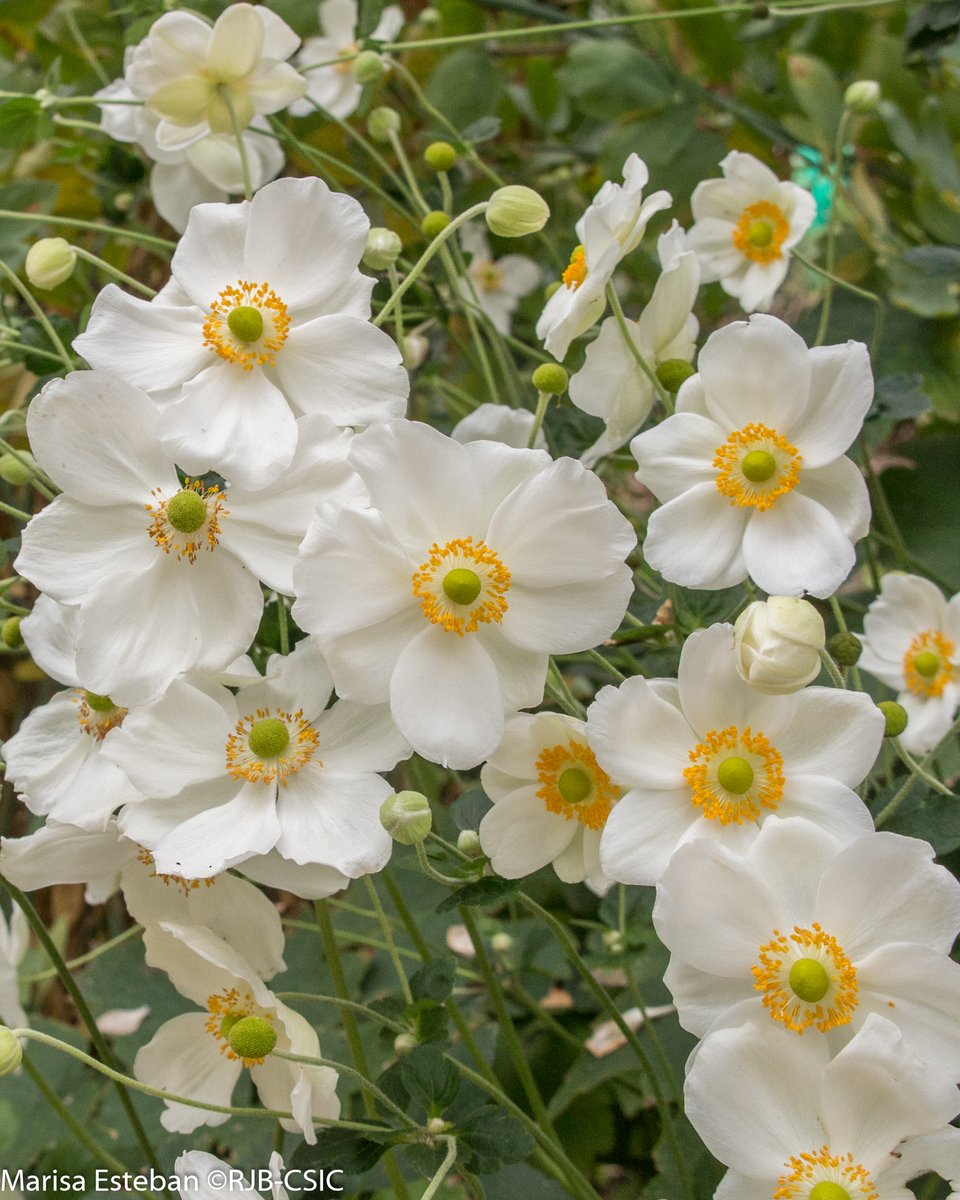 RJBOTANICO's tweet photo. Ración de anémonas japonesas. Precisosos seres otoñales.
Anemone x Hybrida 'Honorine Jobert' https://t.co/FtNjTHIFBn