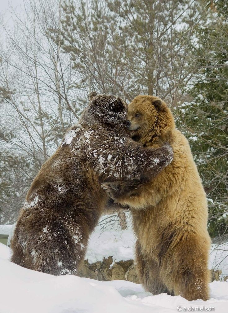 hourlyursus's tweet photo. https://t.co/yIWDkuISew