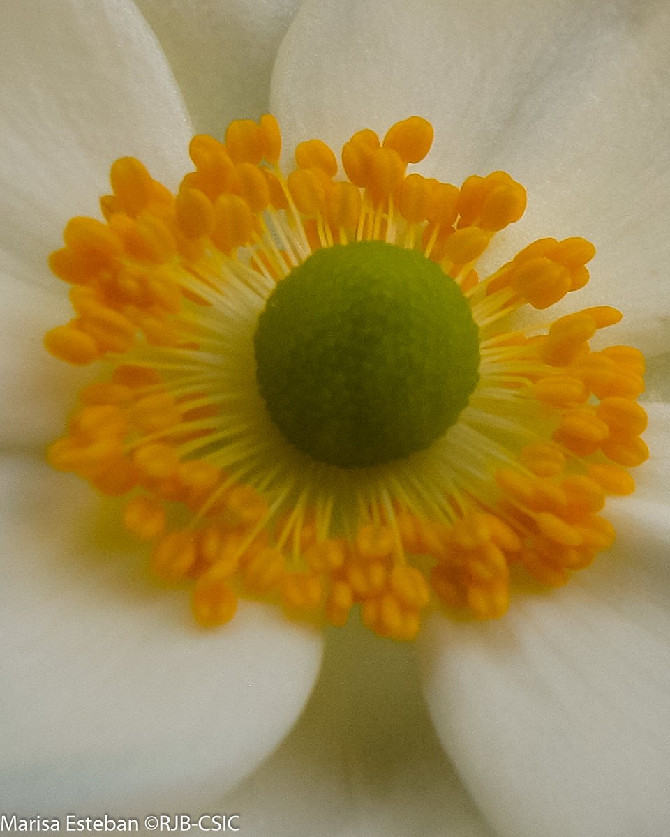 RJBOTANICO's tweet photo. Ración de anémonas japonesas. Precisosos seres otoñales.
Anemone x Hybrida 'Honorine Jobert' https://t.co/FtNjTHIFBn