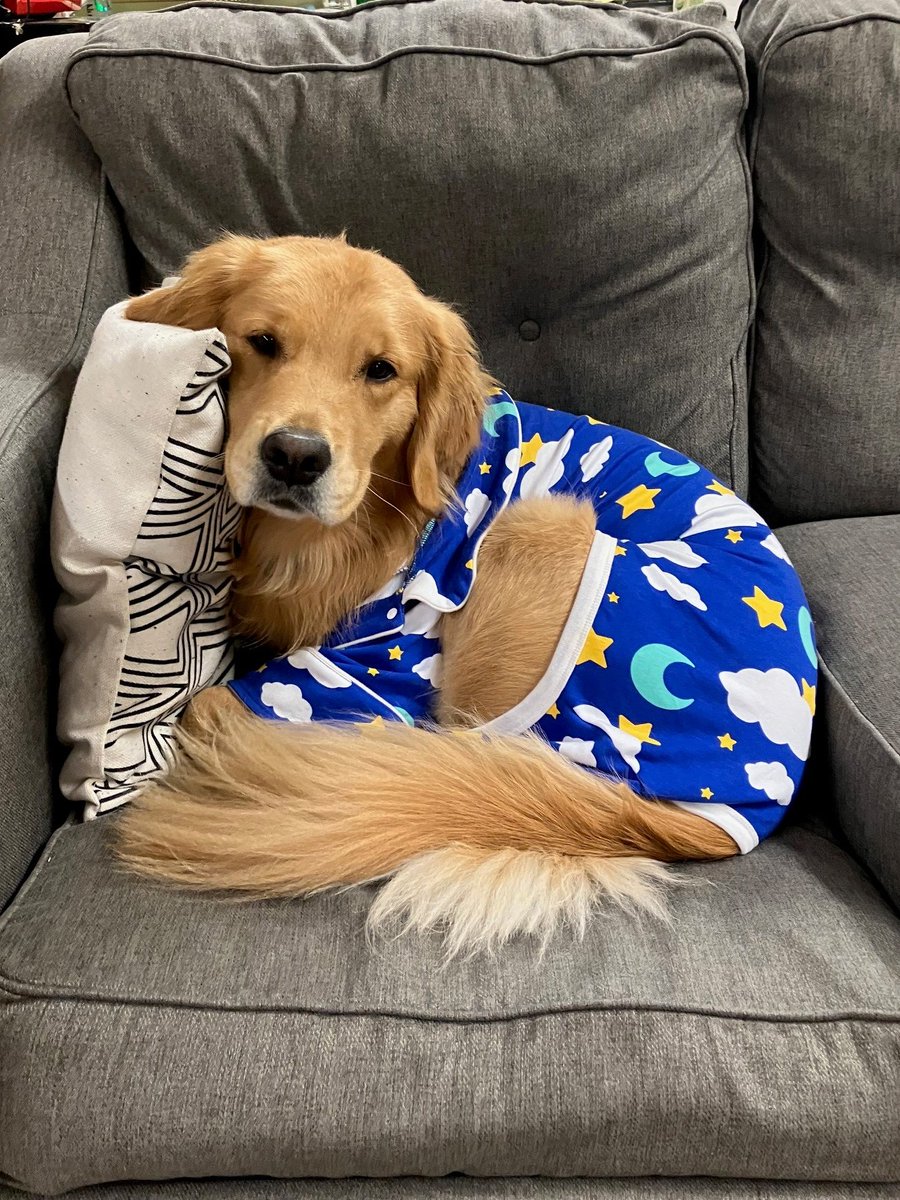 Facility_Fawn's tweet photo. Fawn is feeling very cozy in her pj's for PSAT spirit week! #mondaymood https://t.co/VJQXhGPfBr