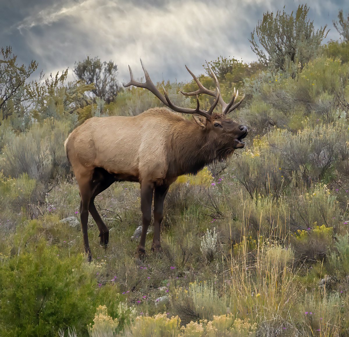 Fall elk rut Yellowstone Park #wildlifephotography #WildlifeWeek2023 #ThePhotoHour #StormHour #nikoncreators #nikonnofilter @NikonUSA