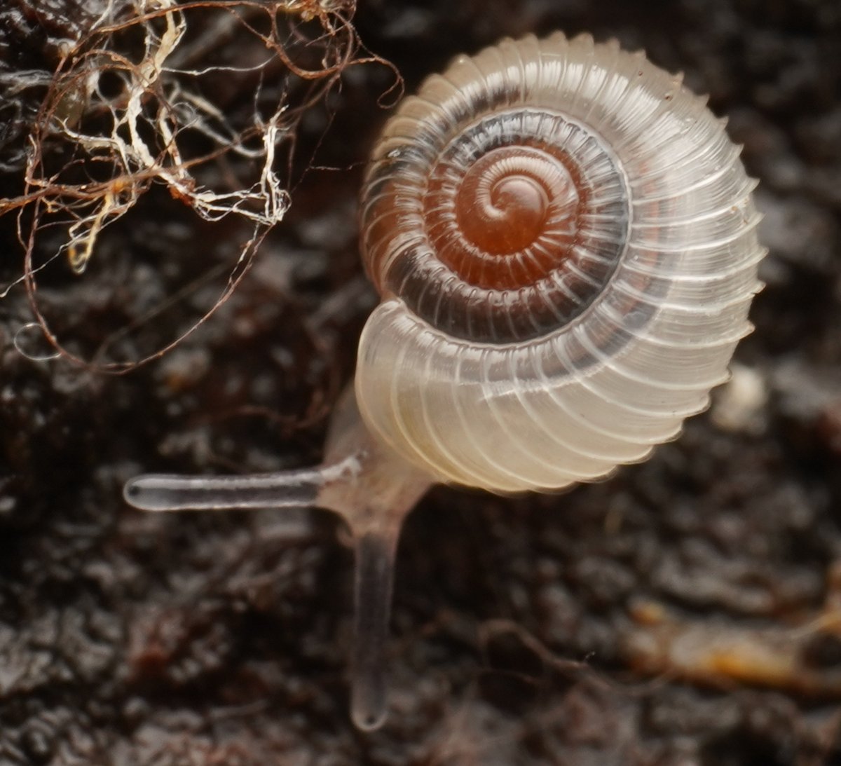 It's #MolluscMonday, and our Observation of the Day is the first Kannaropa subrugosa #snail posted to iNat! Seen in #Australia by tasmanian_cryptofauna.

More details and photos at: inaturalist.org/observations/1… #nature #malacology #biodiversity #snails #gastropods