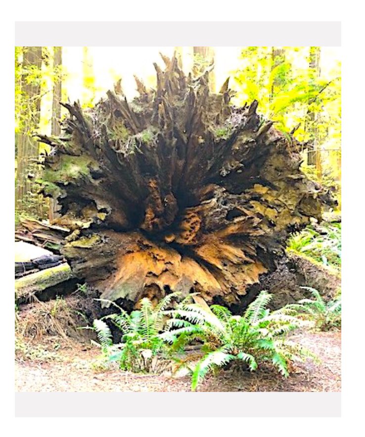 lydia paar tweet media